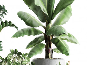collection of exotic plants 392 Model 3D