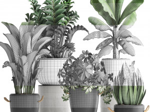 collection of exotic plants 392 Model 3D