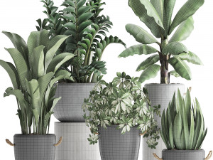 collection of exotic plants 392 Model 3D