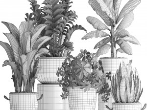 collection of exotic plants 392 Model 3D