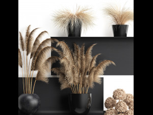 collection of dried flowers in vases 3D Model