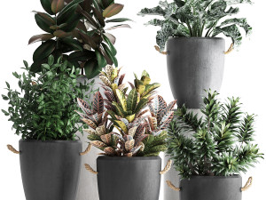 collection of exotic plants 393 3D Model