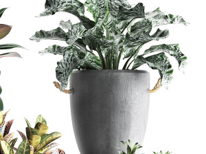 collection of exotic plants 393 3D Model