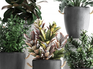 collection of exotic plants 393 3D Model
