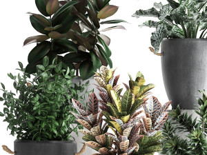 collection of exotic plants 393 3D Model