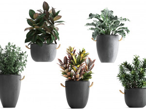 collection of exotic plants 393 3D Model