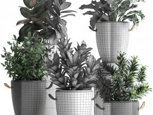 collection of exotic plants 393 3D Model
