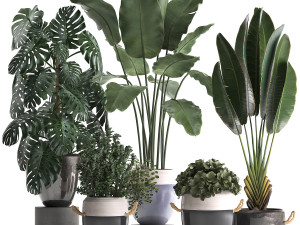 collection of exotic plants 394 3D मॉडल