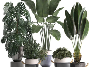 collezione di piante esotiche 394 Modello 3D