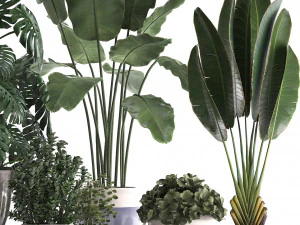 collection of exotic plants 394 3D Model