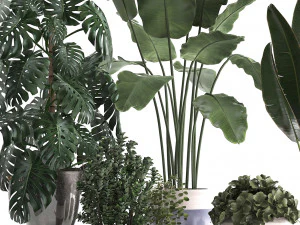 collection of exotic plants 394 3D Model