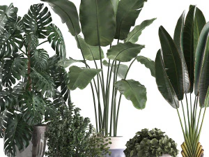collection of exotic plants 394 3D Model