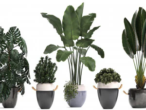 collection of exotic plants 394 3D Model