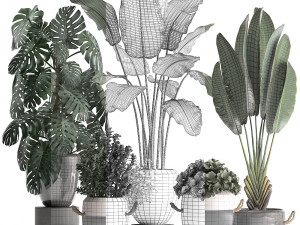 collection of exotic plants 394 3D मॉडल