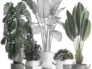 collection of exotic plants 394 3D Model