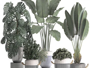 collection of exotic plants 394 3D Model