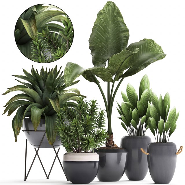 collection of exotic plants 395 3Dモデル .c4d .max .obj .3ds .fbx .stl .blend 