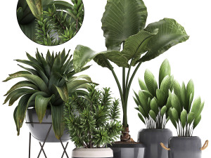 collection of exotic plants 395 3D Model