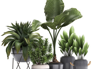 collection of exotic plants 395 3Dモデル