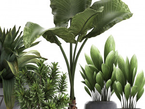collection of exotic plants 395 3Dモデル