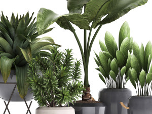 collection of exotic plants 395 3Dモデル