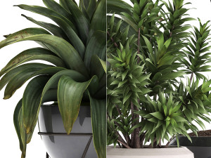collection of exotic plants 395 3Dモデル