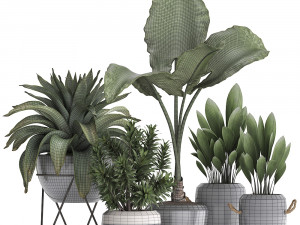 collection of exotic plants 395 3Dモデル