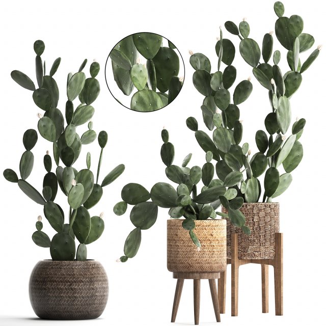 collection of exotic cactus plants 397 3D 모델 .c4d .max .obj .3ds .fbx .stl .blend