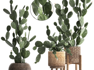 collection of exotic cactus plants 397 3D Model