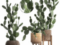 Collection of Exotic Cactus Plants 397 3D-Modell