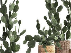 collection of exotic cactus plants 397 3D 모델