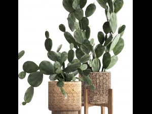collection of exotic cactus plants 397 3D Model