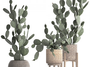 collection of exotic cactus plants 397 3D 모델
