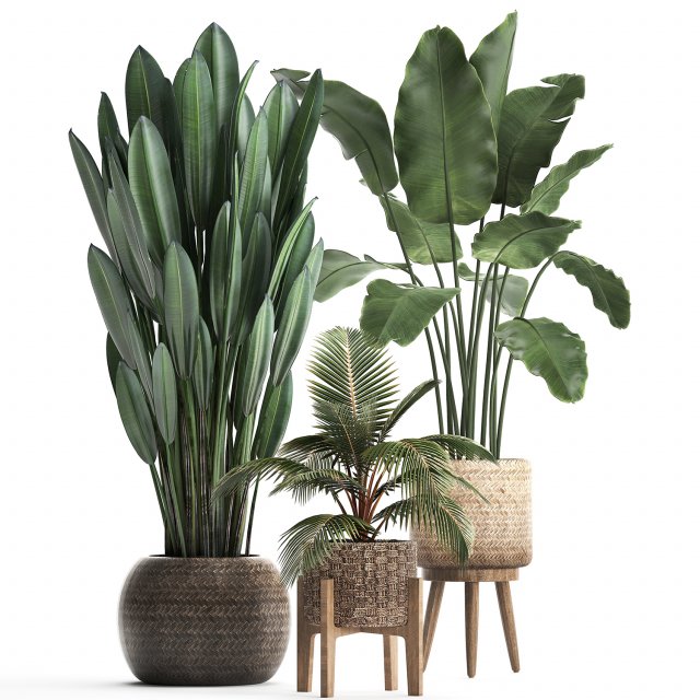 collection of exotic plants 400 3D 모델 .c4d .max .obj .3ds .fbx .stl .blend 