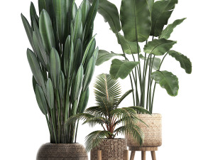 collection of exotic plants 400 3D Model