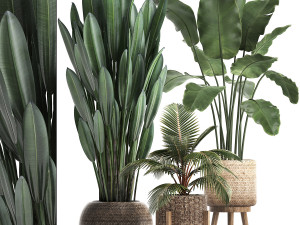 collection of exotic plants 400 3D 모델