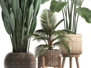 collection of exotic plants 400 3D 모델