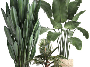 collection of exotic plants 400 3D 모델