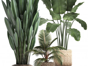collection of exotic plants 400 3D 모델