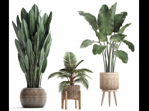 collection of exotic plants 400 3D 모델