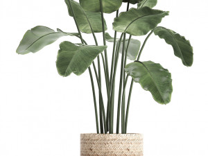 collection of exotic plants 400 3D 모델