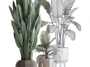 collection of exotic plants 400 3D 모델