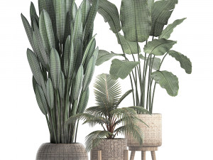 collection of exotic plants 400 3D 모델