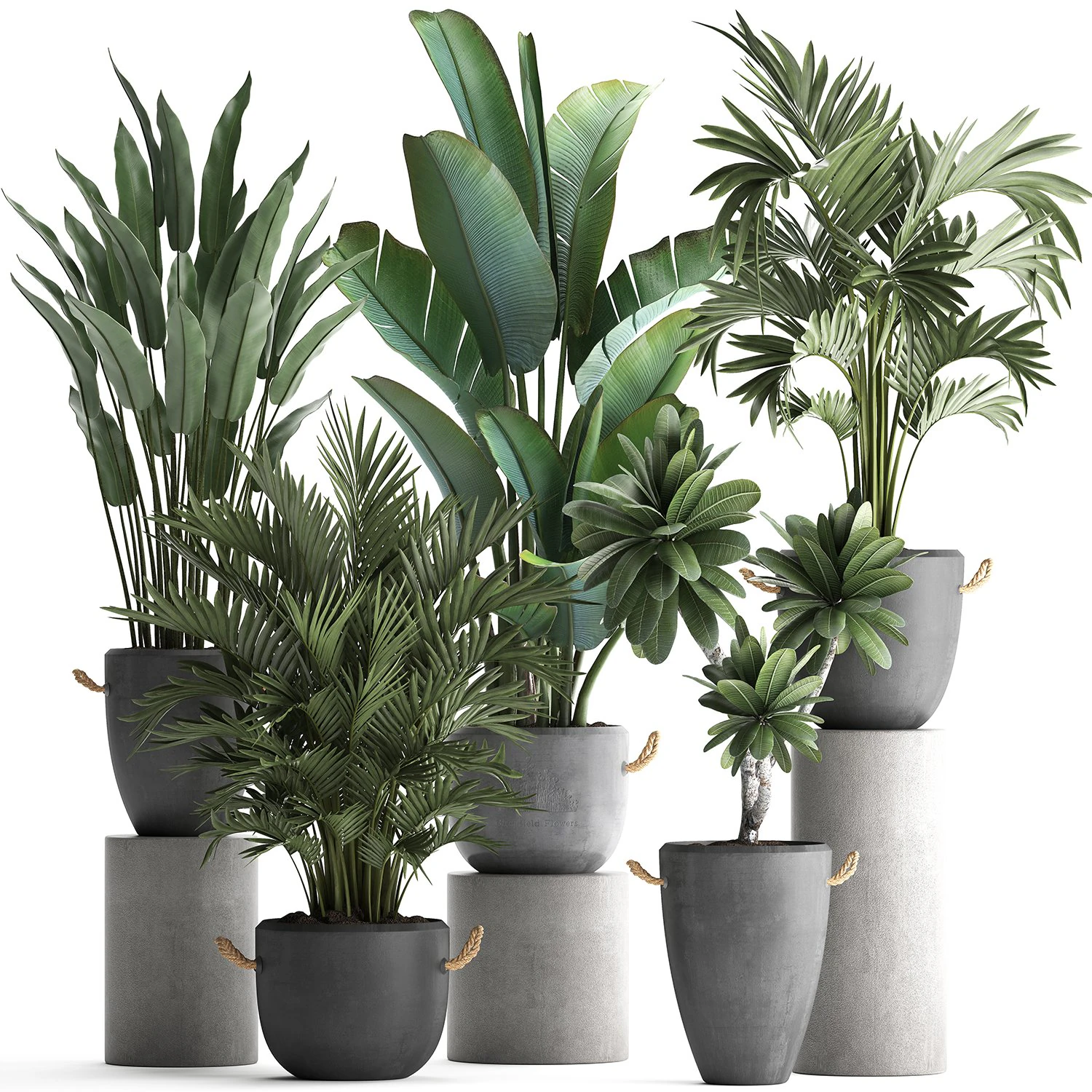 collection of exotic plants 402 3D Model .c4d .max .obj .3ds .fbx .stl .blend 