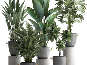 collection of exotic plants 402 3D Model