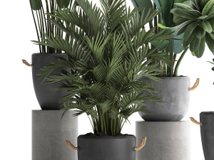 collection of exotic plants 402 Modelo 3D