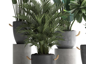 collection of exotic plants 402 3D Model