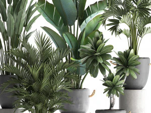 collection of exotic plants 402 3D Model