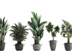 collection of exotic plants 402 Modelo 3D