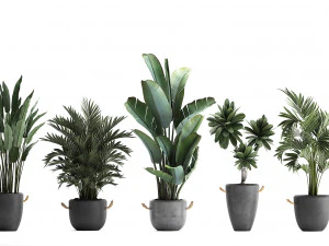 collection of exotic plants 402 3D Model